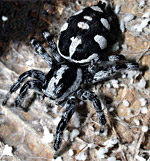 https://www.jumping-spiders.com/bilder/fotos/Phiale_guttata_H13_2.jpg