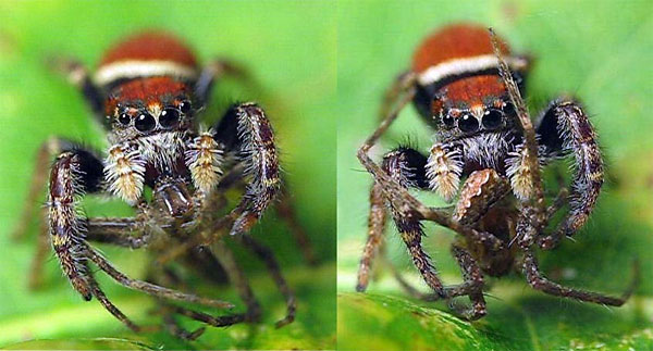 Adult female Phidippus cardinalis